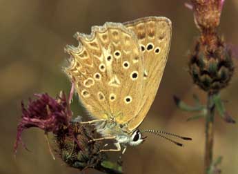 Polyommatus daphnis D. & S. adulte - ©Tristan Lafranchis