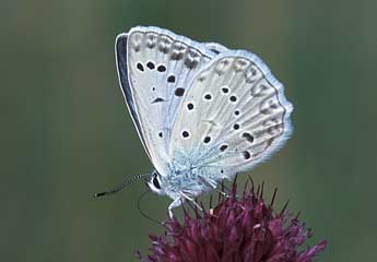 Polyommatus daphnis D. & S. adulte - Tristan Lafranchis