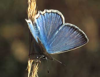 Polyommatus daphnis D. & S. adulte - Tristan Lafranchis