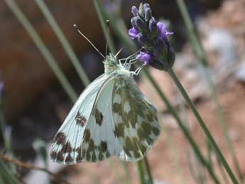 Pontia daplidice L. adulte - Philippe Mothiron