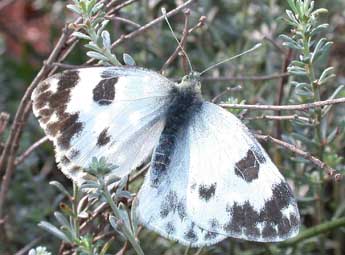 Pontia daplidice L. adulte - Philippe Mothiron