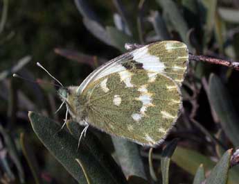 Pontia daplidice L. adulte - ©Philippe Mothiron