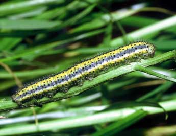  Chenille de Pontia daplidice L. - ©Philippe Mothiron