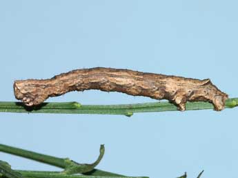  Chenille de Crocallis dardoinaria Donz. - ©Lionel Taurand