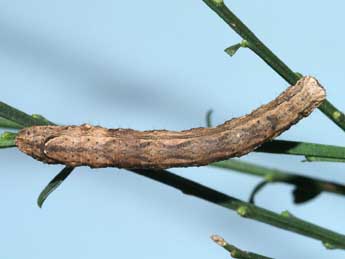  Chenille de Crocallis dardoinaria Donz. - Lionel Taurand