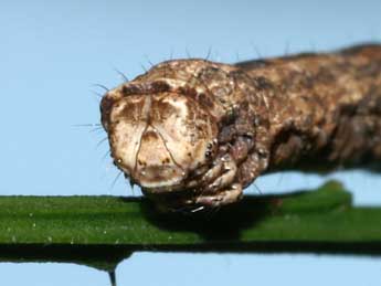  Chenille de Crocallis dardoinaria Donz. - ©Lionel Taurand