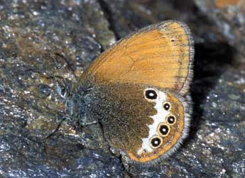 Coenonympha macromma Trti & Vty adulte - ©Tristan Lafranchis