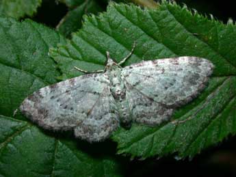 Pasiphila debiliata Hb. adulte - Philippe Mothiron