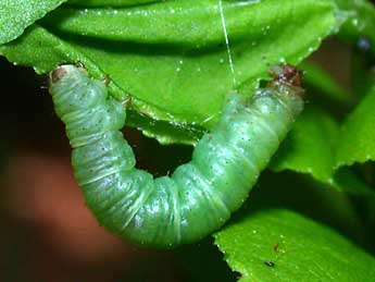  Chenille de Pasiphila debiliata Hb. - Philippe Mothiron