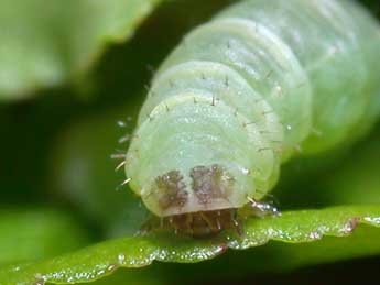  Chenille de Pasiphila debiliata Hb. - Philippe Mothiron