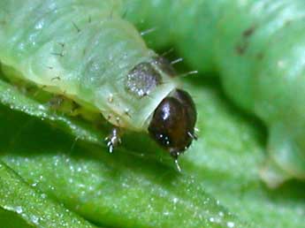  Chenille de Pasiphila debiliata Hb. - Philippe Mothiron