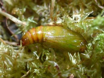  Chrysalide de Pasiphila debiliata Hb. - Philippe Mothiron