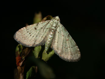 Pasiphila debiliata Hb. adulte - ©Philippe Mothiron