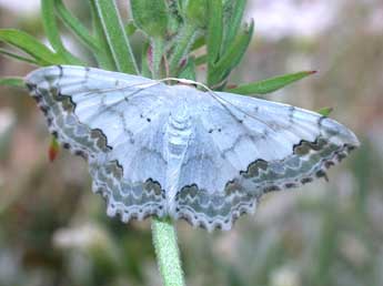 Scopula ornata Scop. adulte - ©Philippe Mothiron