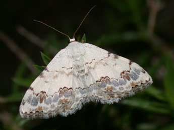 Scopula decorata D. & S. adulte - Philippe Mothiron