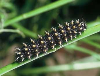  Chenille de Melitaea deione Gey. - ©Philippe Mothiron