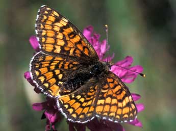 Melitaea deione Gey. adulte - ©Tristan Lafranchis