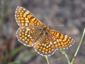 Melitaea deione Gey. adulte - Philippe Mothiron