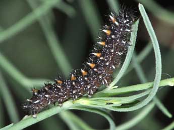  Chenille de Melitaea deione Gey. - ©Philippe Mothiron