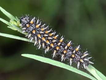  Chenille de Melitaea deione Gey. - ©Philippe Mothiron