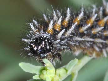  Chenille de Melitaea deione Gey. - ©Philippe Mothiron