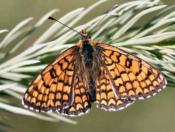 Melitaea deione Gey. adulte - ©Daniel Morel