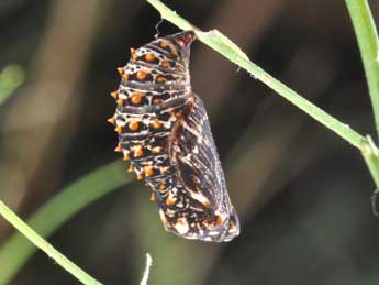  Chrysalide de Melitaea deione Gey. - ©Philippe Mothiron