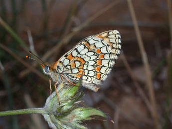 Melitaea deione Gey. adulte - Philippe Mothiron