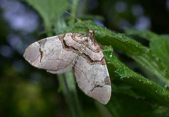 Anticlea derivata D. & S. adulte - Philippe Mothiron