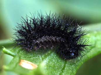  Chenille de Euphydryas desfontainii God. - Daniel Morel