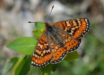 Euphydryas desfontainii God. adulte - ©David Demerges