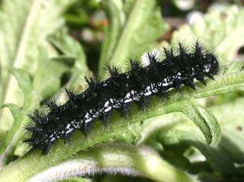  Chenille de Euphydryas desfontainii God. - ©Serge Wambeke