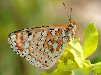 Euphydryas desfontainii God. adulte - David Demerges