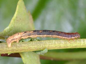  Chenille de Xanthorhoe designata Hfn. - ©Alexis Borges