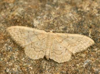 Idaea determinata Stgr adulte - Daniel Morel