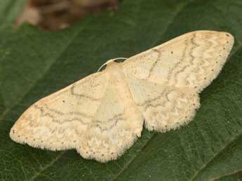 Idaea determinata Stgr adulte - Daniel Morel