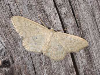 Idaea determinata Stgr adulte - Philippe Mothiron