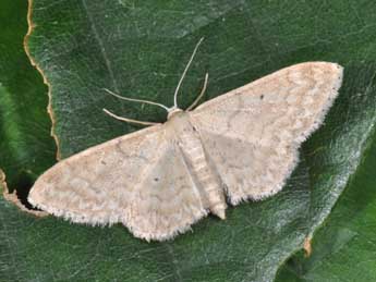 Idaea determinata Stgr adulte - Philippe Mothiron