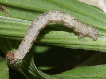  Chenille de Idaea determinata Stgr - Lionel Taurand