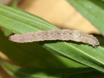  Chenille de Idaea determinata Stgr - ©Lionel Taurand