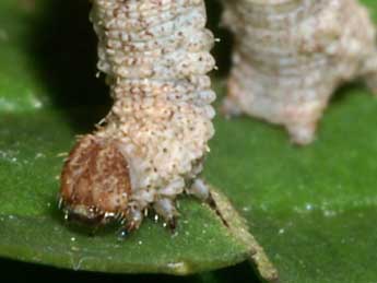  Chenille de Idaea determinata Stgr - ©Lionel Taurand