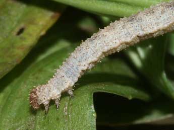  Chenille de Idaea determinata Stgr - ©Lionel Taurand