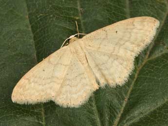 Idaea determinata Stgr adulte - Daniel Morel