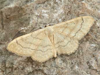 Idaea deversaria H.-S. adulte - ©Daniel Morel