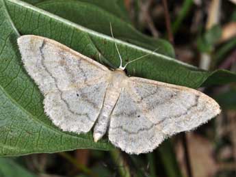 Idaea deversaria H.-S. adulte - ©Philippe Mothiron