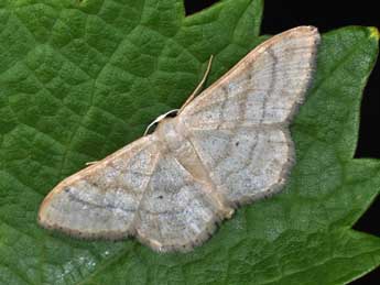 Idaea deversaria H.-S. adulte - Philippe Mothiron