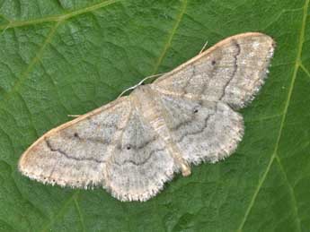 Idaea deversaria H.-S. adulte - ©Philippe Mothiron