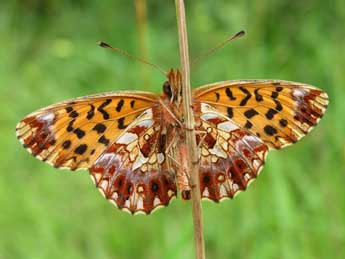 Boloria dia L. adulte - ©Antoine Lvque