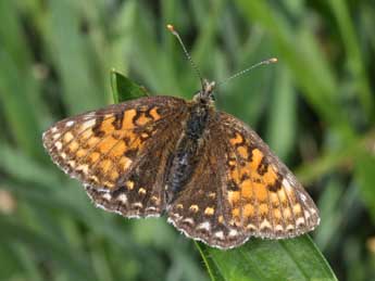 Melitaea diamina Lang adulte - Philippe Mothiron