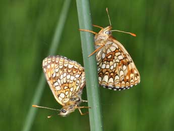 Melitaea diamina Lang adulte - ©Philippe Mothiron